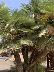 Chamaerops humilis