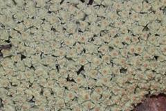 Helichrysum zwartbergense