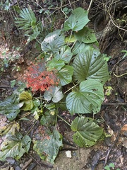 Clerodendrum paniculatum