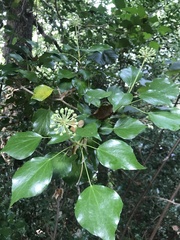 Hedera colchica