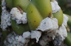 Dactylopius tomentosus