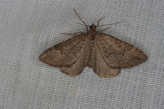 Chrysolarentia