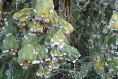 Dactylopius tomentosus