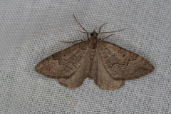 Chrysolarentia