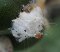 Dactylopius tomentosus