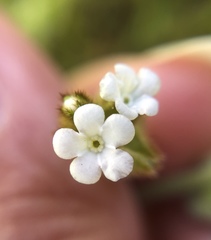 Plagiobothrys canescens