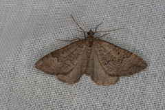 Chrysolarentia