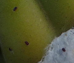 Dactylopius tomentosus