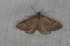 Chrysolarentia
