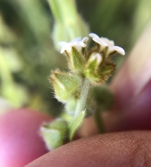 Plagiobothrys canescens