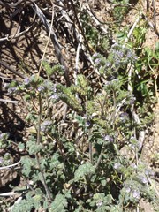 Phacelia coerulea