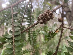 Melaleuca biconvexa