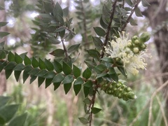 Melaleuca biconvexa