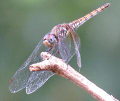 Trithemis annulata annulata