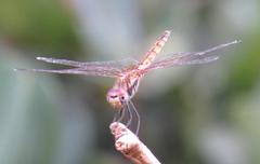 Trithemis annulata annulata