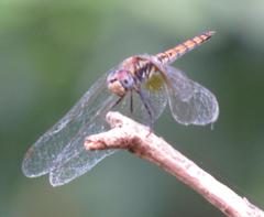 Trithemis annulata annulata