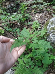 Osmorhiza aristata