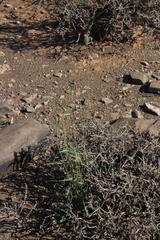 Fingerhuthia africana