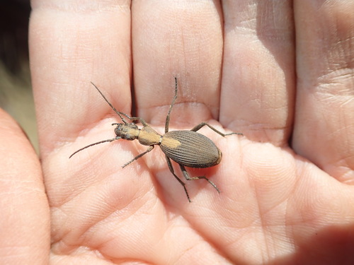 Photo of Ginger Ground Beetle (Cypholoba opulenta)
