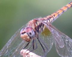 Trithemis annulata annulata