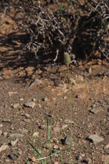 Fingerhuthia africana