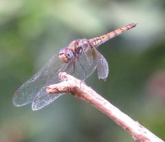 Trithemis annulata annulata