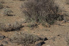 Fingerhuthia africana