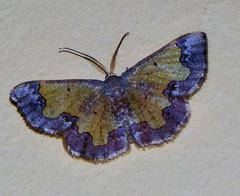 Zamarada transvisaria