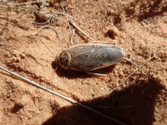 Pseudocalolampra