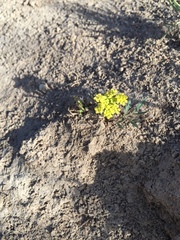 Cymopterus