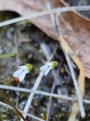 Stylidium perpusillum