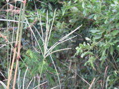 Digitaria eriantha