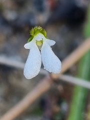 Stylidium perpusillum