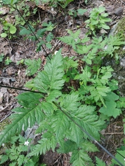 Osmorhiza aristata