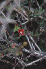 Delosperma multiflorum
