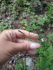 Osmorhiza aristata