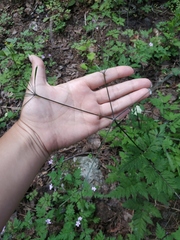 Osmorhiza aristata