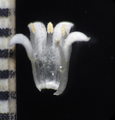 Exallage auricularia
