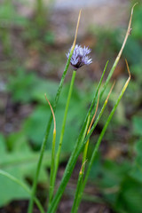 Allium ledebourianum
