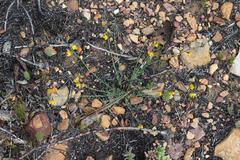 Lebeckia pauciflora