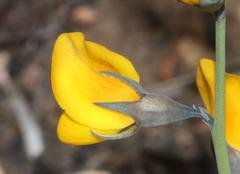 Lebeckia pauciflora