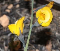 Lebeckia pauciflora