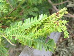 Dichrostachys