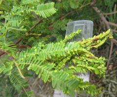 Dichrostachys