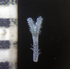 Exallage auricularia