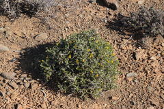 Senecio acutifolius