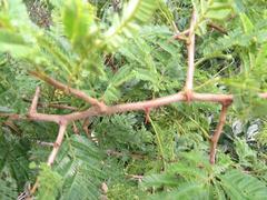 Dichrostachys
