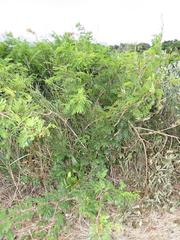 Dichrostachys