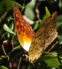 Charaxes varanes varanes