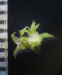 Exallage auricularia